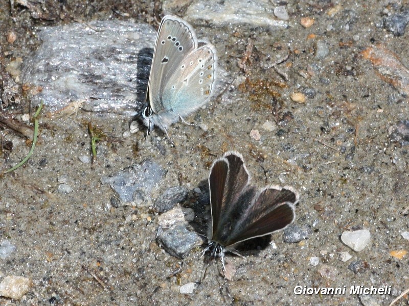 Aricia eumedon